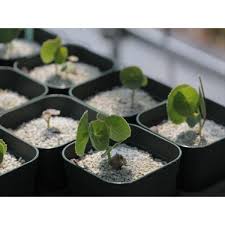 Image result for Senecio oxyriifolius