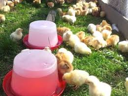 Mai apoi, creşterea acestor păsări este uşoară, iar drept produse secundare pot fi utilizate puful, penele şi gunoiul. Cum Se Cresc Curcanii 3 Sfaturi Despre Cresterea Curcanilor Mananca Bio