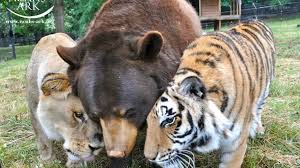 How A Lion, Tiger And Bear Became Ride-Or-Die Friends | HuffPost