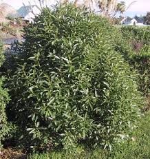 Image result for Myoporum laetum