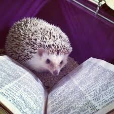 Literary Paws Writers And Their Pets Writer S Relief Inc Hedgehog Pet Cute Hedgehog Baby Hedgehog