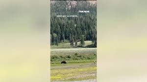SEE IT: Bystanders help man avoid bison attack
