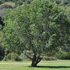 Image result for Brachylaena discolor