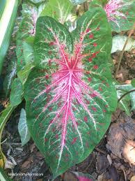 New Caladium Varieties Miss Smarty Plants Caladium Caladium Garden Plants