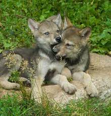Wolf Centre Wolf Pup Wolf Dog Wolf Puppy
