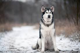 95 free shipping on orders over $25 shipped by amazon Alaskan Malamute Cena Szczeniaki Charakter Psy Pl