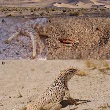 It is adapted to arid climates and is most commonly found in sand dunes within the mojave desert. Habitat And Adaptations Of Fringe Toed Lizards A Ibex Dunes Death Download Scientific Diagram