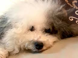 小乳牛Little Milker