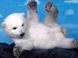Http Www Arts Wallpapers Com Artwallpapersbiz Animals Wild Animals Images 31 Jpg Baby Polar Bears Polar Bear Wallpaper Baby Animals Pictures