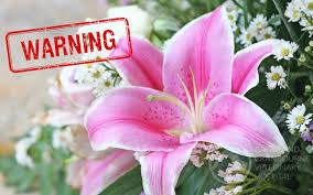 We did not find results for: Beautiful Flower Toxic To Cats Casey Cranbourne Veterinary Hospital Cranbourne Vets Vets South East Melbourne