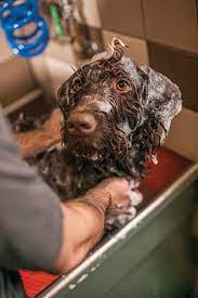 My father (wash) the car. How To Bathe A Dog Petco
