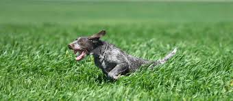 Image result for český fousek stavba těla