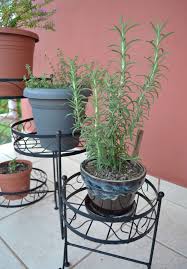 Image result for rosemary container