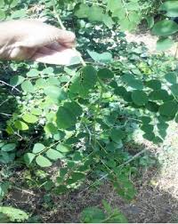 Image result for Dalbergia