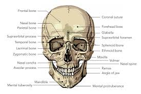 Image result for Frontal Bone