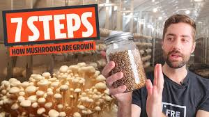 Indirect light is all that is required. How To Grow Mushrooms The Seven Basic Steps Freshcap Mushrooms