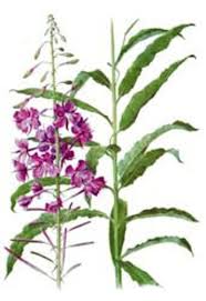 как правильно сделать чай из иван чая в домашних условиях Willow Herb Tea Siberian Ivan Tea Narrow Leaved Leaves Ivan Image 2 Herbs Illustration Herbs Perennial Herbs