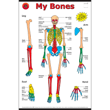 Human Body Bone Chart Manufacturer In Ambala Haryana India