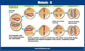 Image result for Meiosperma