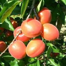 Abricotier Nain Apricot Me Farbaly Fruit Me Abricotier Arbre Fruitier Fruit