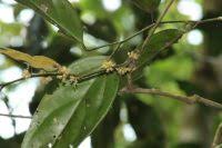 Image result for Olacaceae