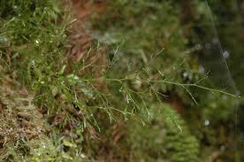 Image result for Polyphlebium