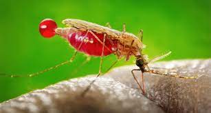 To diagnose malaria, your doctor will likely review your medical history and recent travel, conduct a physical exam, and order blood tests. Who Warnt Vor Mehr Malaria Toten Wegen Coronapandemie