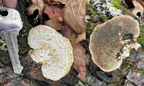 Image result for Trichaptum subchartaceum