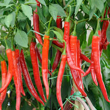 5 Tipps, damit Chilis richtig scharf werden - Plantura