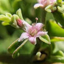 We did not find results for: Coastal Galenia Blanket Weed Carpet Weed Galenia Pubescens Weeds Of Melbourne