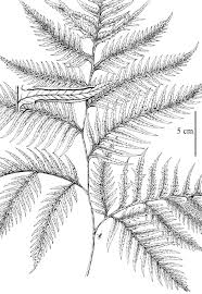 Image result for Pteris commutata