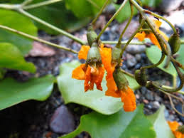 Image result for Pterocarpus indicus