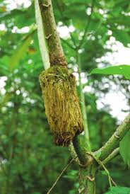 Image result for Solanecio mannii