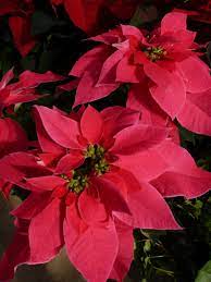 Luv U Pink Poinsettia Christmas Flower Arrangements Affordable Christmas Decorations Christmas Flowers