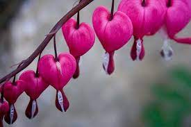 The Essence Of The Bleeding Heart Flower Is Said To Open Up And Strengthen The Heart Chakra Which In Turn Ca Bleeding Heart Flower Bleeding Heart Flower Heart