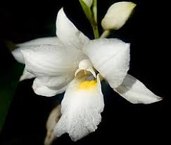 Image result for Phaius occidentalis
