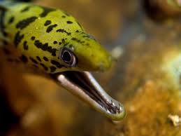 All moray eels are predators and equipped with numerous teeth. Things You Never Knew 8 Facts About Moray Eels Murex Dive Resortsmurex Dive Resorts