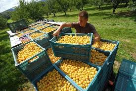 Tous les postes à pourvoir en une seule recherche. Emploi En Lorraine 400 Postes A Pourvoir Pour La Cueillette De Fruits Et De Mirabelles Cet Ete Lorraine Actu