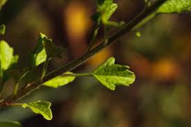 Image result for Anisopappus paucidentatus