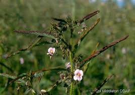 Image result for Aeschynomene sp. B