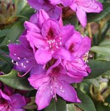 Paghat S Garden Rhododendron Wojnar S Purple West Virginia State Flower Beautiful Flowers Flowers