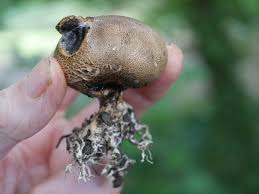 Image result for Scleroderma cepa