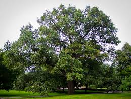 Dieses und viele weitere bücher versandkostenfrei im thalia onlieshop bestellen. Black Oak Tree For Sale Online The Tree Center
