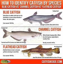 ** blue catfish have a forked tail, and are sometimes very similar to channel catfish. Catfish Species Essentials The Big Three Types Of Catfish