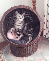 仿藤編球形貓窩夏季貓房子貓屋貓牀貓傢俱貓玩具可拆洗耐抓貓用品 cat climbing frame cat climbing cat toys