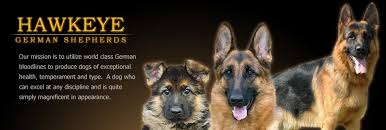 Since it's such an important topic, i decided to address this issue in a post to answer all the questions. Hawkeye German Shepherds Home Facebook