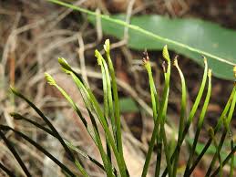 Image result for Schizaea pectinata