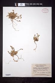 Image result for Cerastium afromontanum