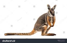 Yellow Footed Rock Wallaby Petrogale Xanthopus Kangaroo Wallaby Standing Against White Background Ad Spon Kangaroo Photo Editing Business Icons Design