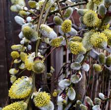 Image result for Goat Willow